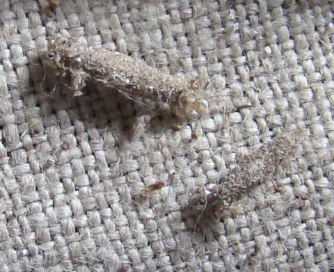 Two cocoons of case-bearing clothes moth on a textile background.