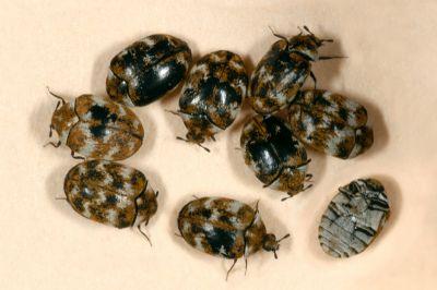 A group of adult carpet beetles.