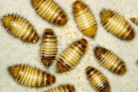 A group of carpet beetle larvae.
