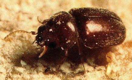 A close-up of a cigarette beetle.