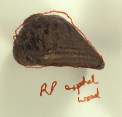 "A small fragment of wood with a red line drawn around it and "RP extracted wood written beneath it."