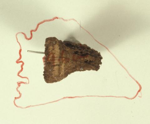 A fragment of wood from the Rapid after drying. It has a large red circle drawn around it.