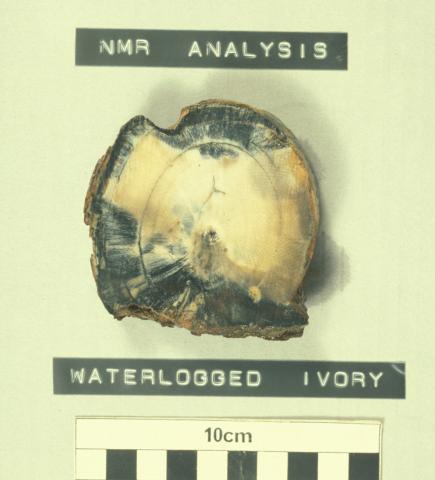 A cross-section from the same tusk fragment. It shows the corrosion has deeply penetrated the sample."