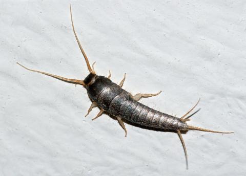 A silverfish on a marble background.