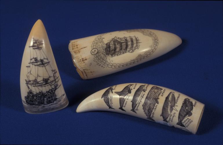 Sperm whale teeth covered in scrimshaw.