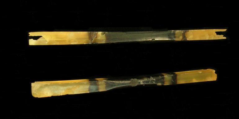 A pair of Japanese hairpins made from cow and buffalo horn (yellow and black respectively). They show several points of attack by dermerstid beetles.